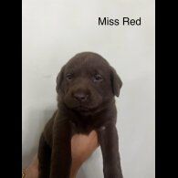 Labrador Retriever - Both
