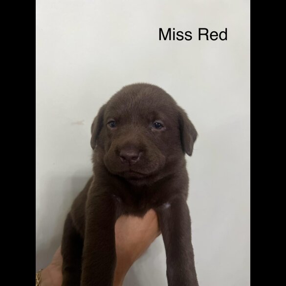 Labrador Retriever - Both