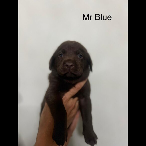 Labrador Retriever - Both