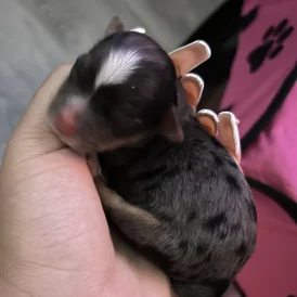 Chorkie - Both