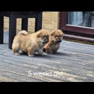 Chow Chow - Dogs