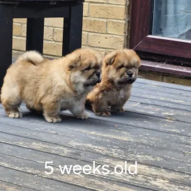 Chow Chow - Dogs