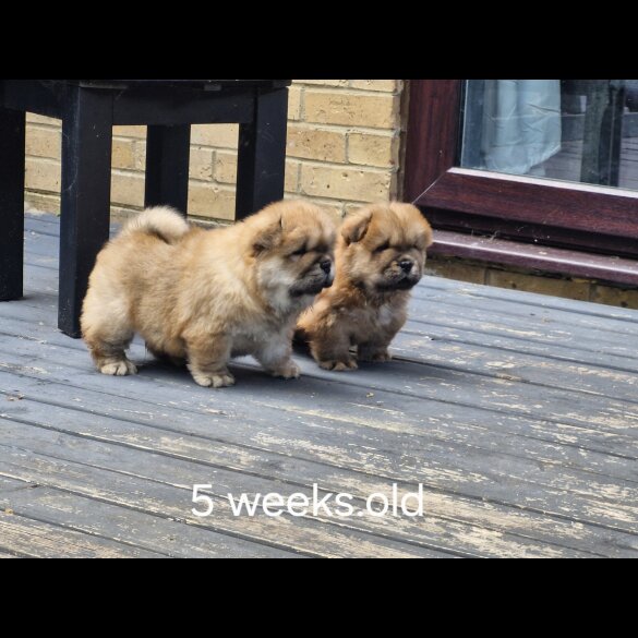 Chow Chow - Dogs