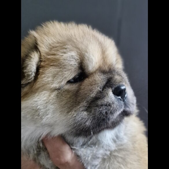 Chow Chow - Dogs