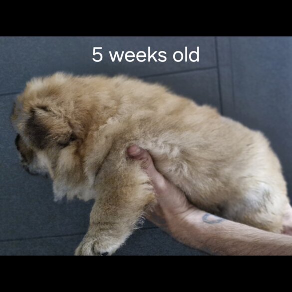 Chow Chow - Dogs