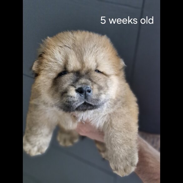 Chow Chow - Dogs