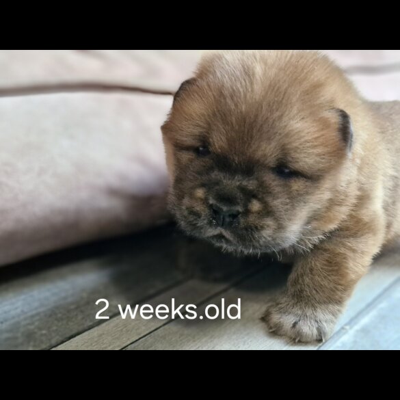 Chow Chow - Dogs