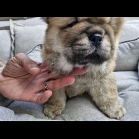 Chow Chow - Dogs