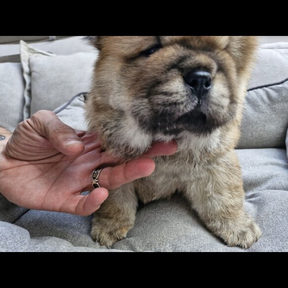Chow Chow - Dogs