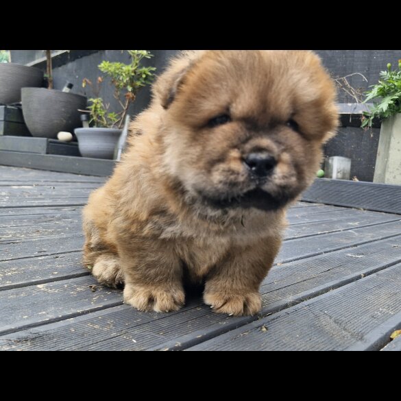 Chow Chow - Dogs