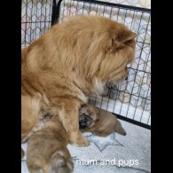 Chow Chow - Dogs