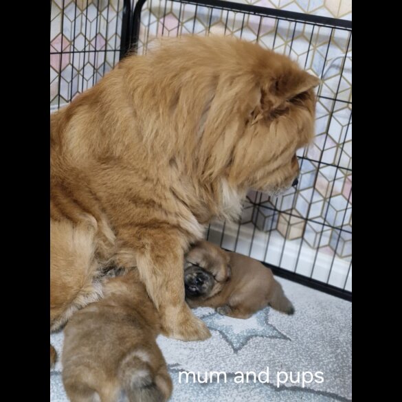 Chow Chow - Dogs