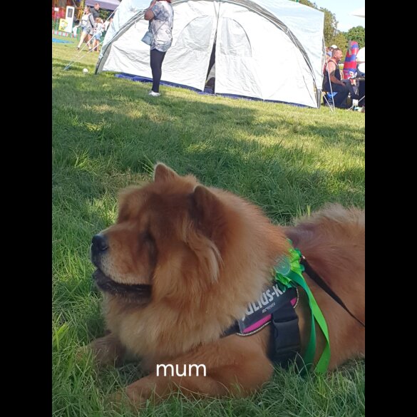 Chow Chow - Dogs