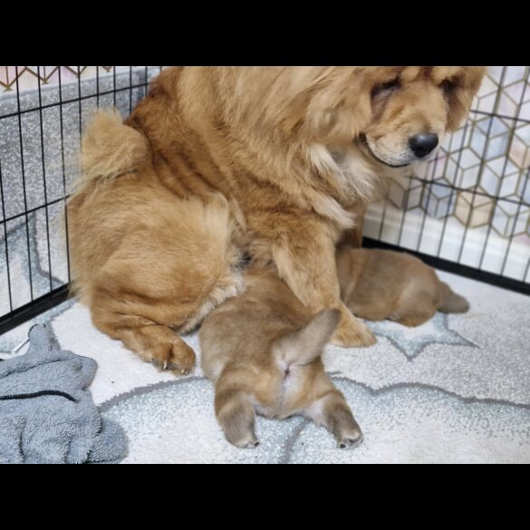 Chow Chow - Dogs