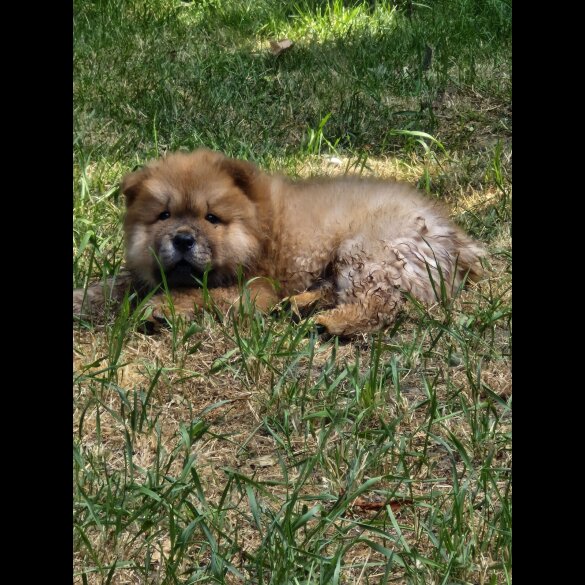 Chow Chow - Dogs