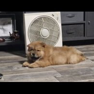 Chow Chow - Dogs
