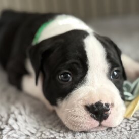 Staffordshire Bull Terrier - Both