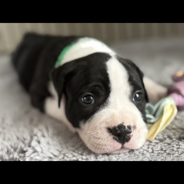 Staffordshire Bull Terrier - Both