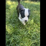 Staffordshire Bull Terrier - Both