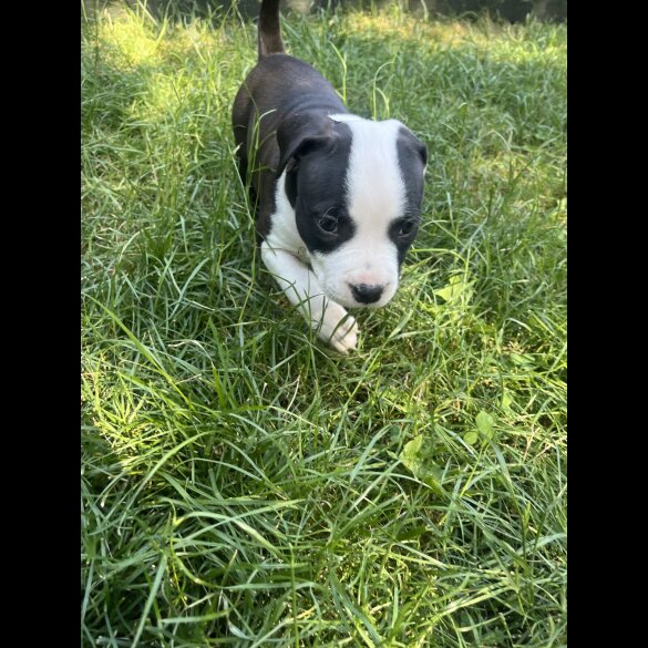 Staffordshire Bull Terrier - Both