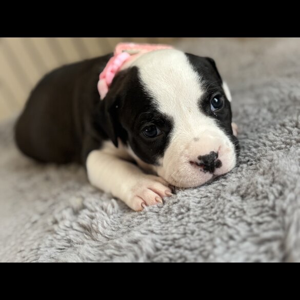 Staffordshire Bull Terrier - Both