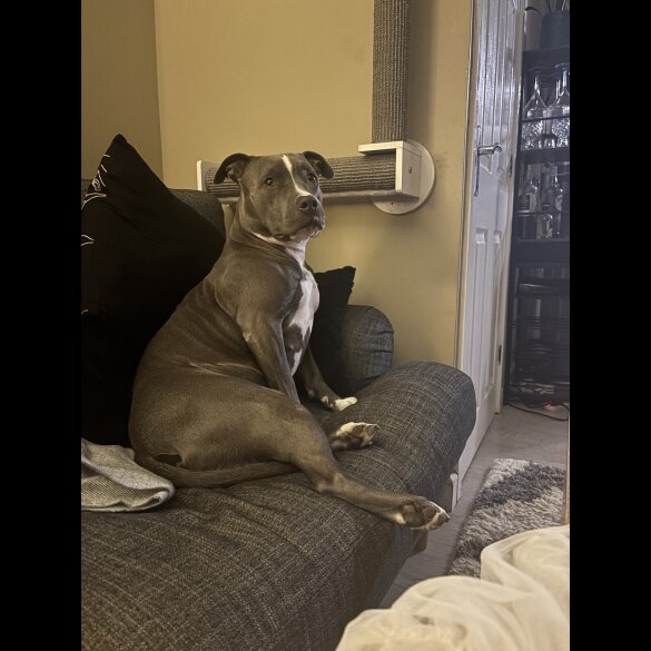 Staffordshire Bull Terrier - Both