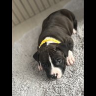 Staffordshire Bull Terrier - Both
