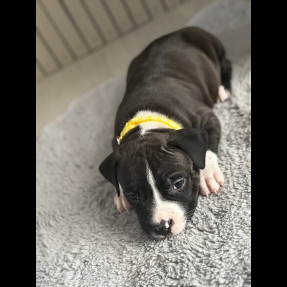 Staffordshire Bull Terrier - Both