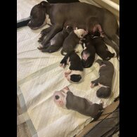 Staffordshire Bull Terrier - Both