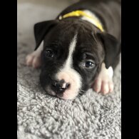 Staffordshire Bull Terrier - Both