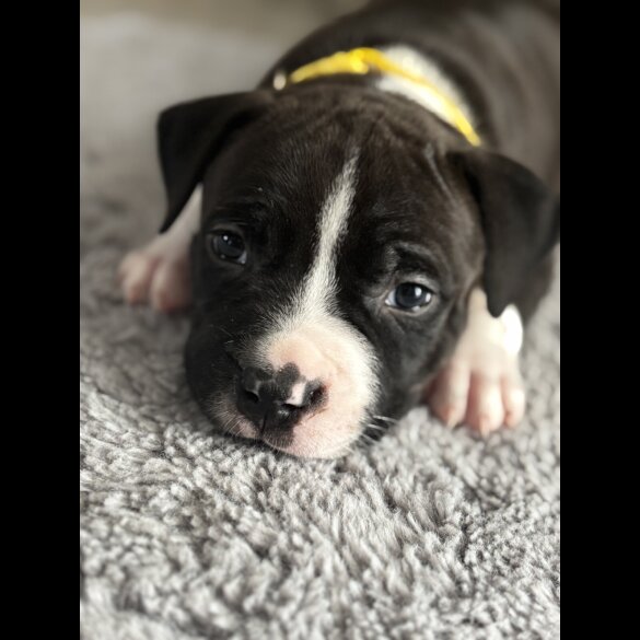 Staffordshire Bull Terrier - Both