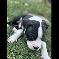 Staffordshire Bull Terrier - Both