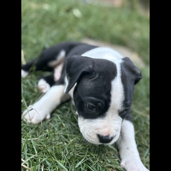 Staffordshire Bull Terrier - Both