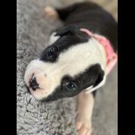Staffordshire Bull Terrier - Both
