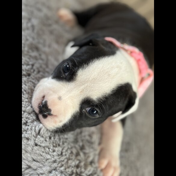 Staffordshire Bull Terrier - Both