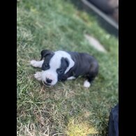 Staffordshire Bull Terrier - Both