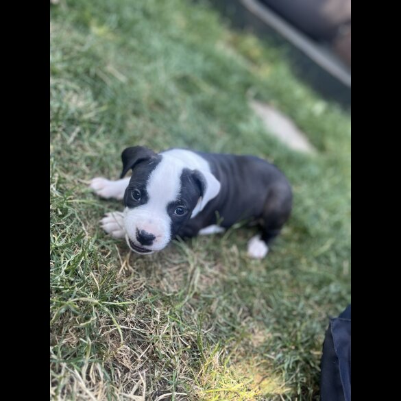Staffordshire Bull Terrier - Both