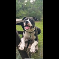 Staffordshire Bull Terrier - Both