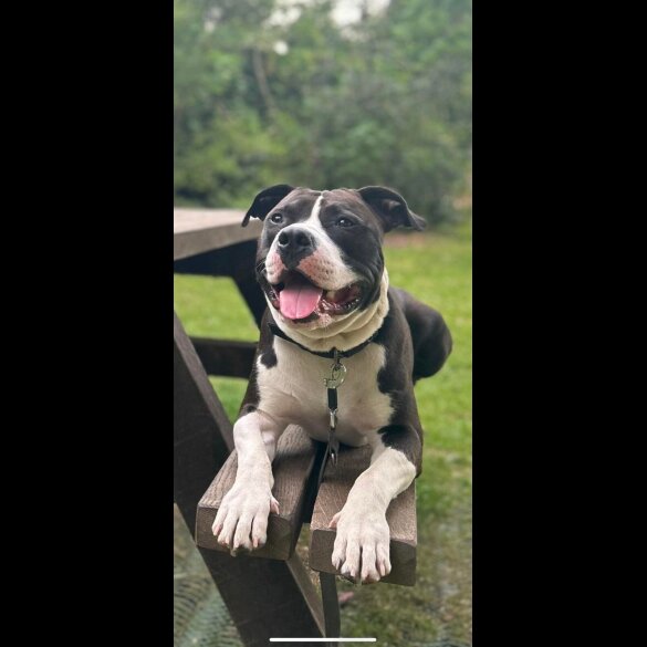 Staffordshire Bull Terrier - Both