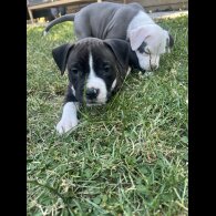 Staffordshire Bull Terrier - Both