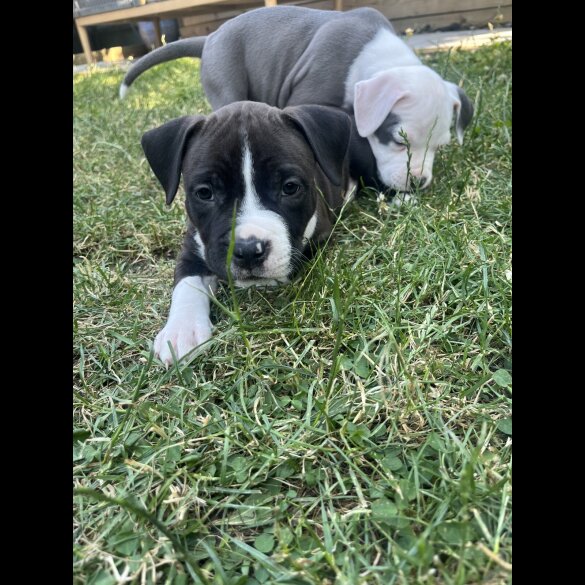 Staffordshire Bull Terrier - Both