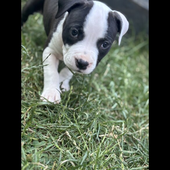 Staffordshire Bull Terrier - Both