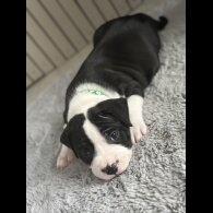 Staffordshire Bull Terrier - Both