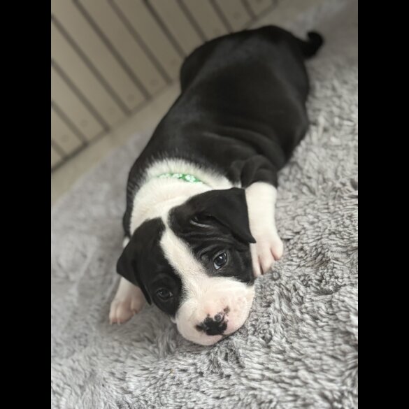 Staffordshire Bull Terrier - Both