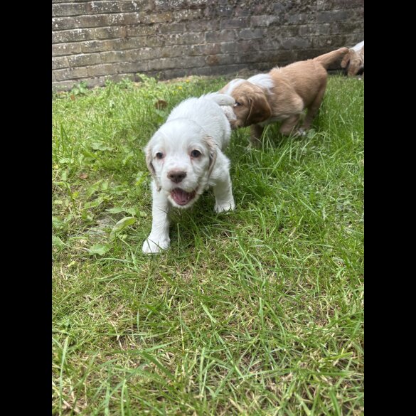 Clumber Spaniel - Both