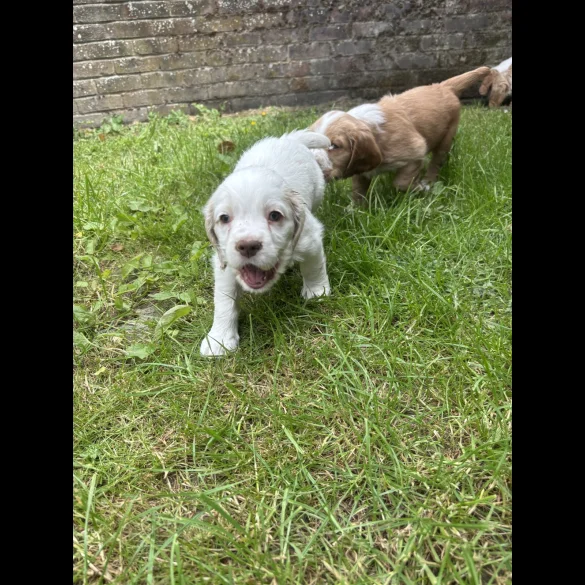 Clumber Spaniel - Both