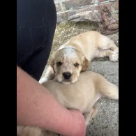 Clumber Spaniel - Both