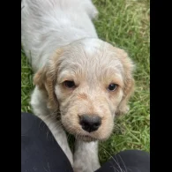 Clumber Spaniel - Both