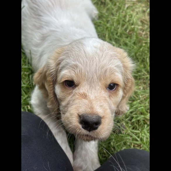 Clumber Spaniel - Both