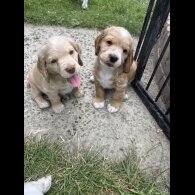 Clumber Spaniel - Both